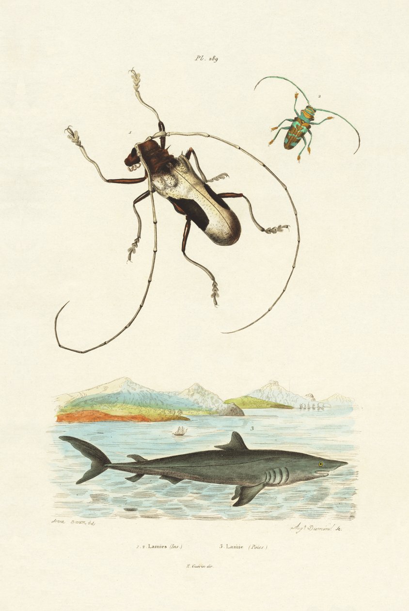 Longhorn Beetles，1833-39 作者 法语学校
