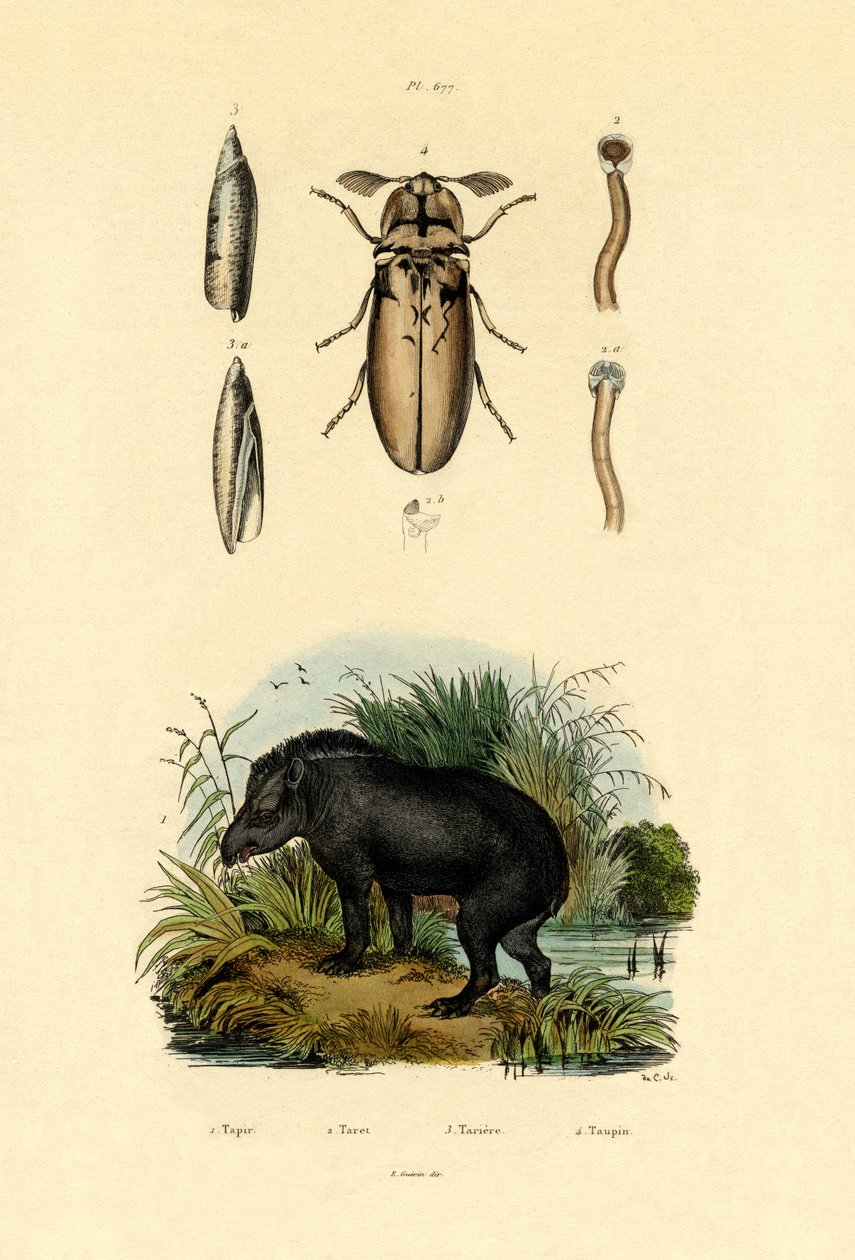 Lowland Tapir，1833-39 作者 法语学校
