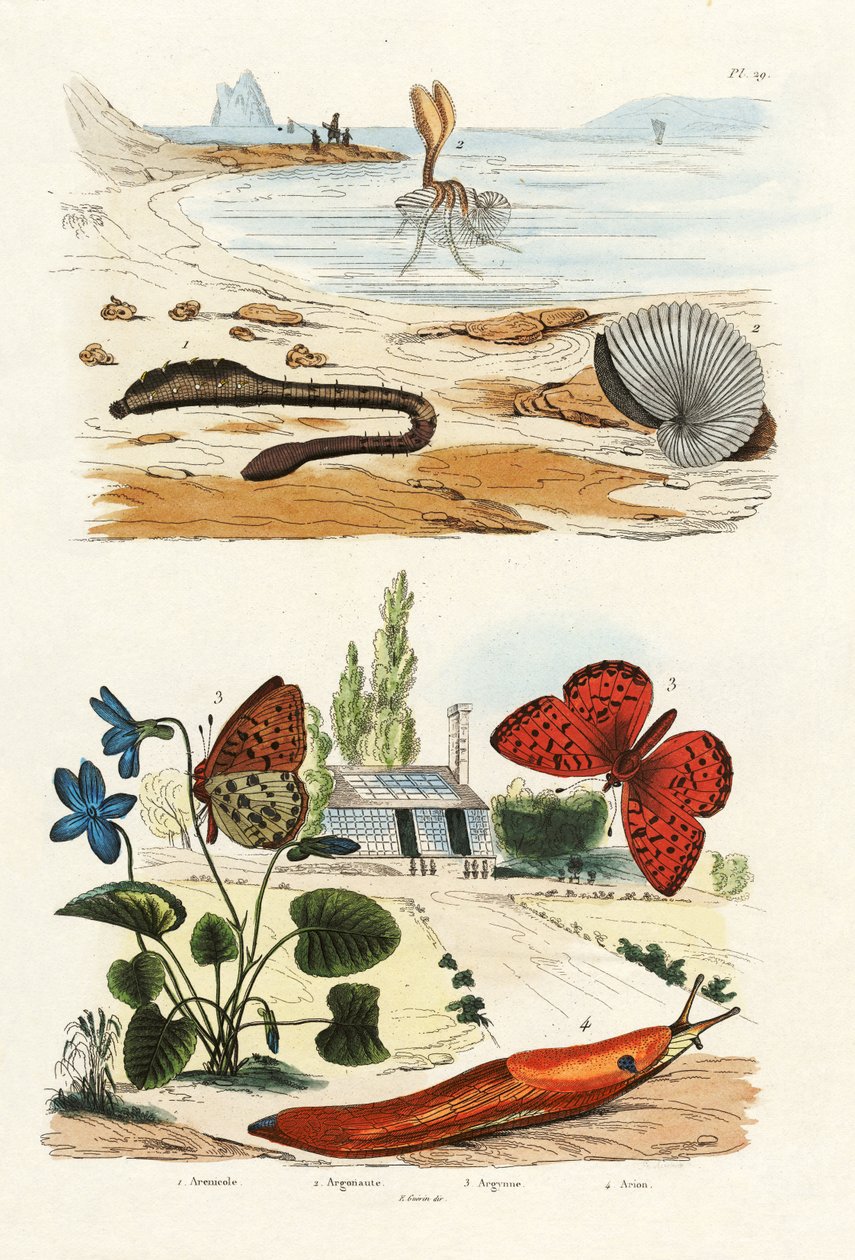 肺虫，1833-39 作者 法语学校