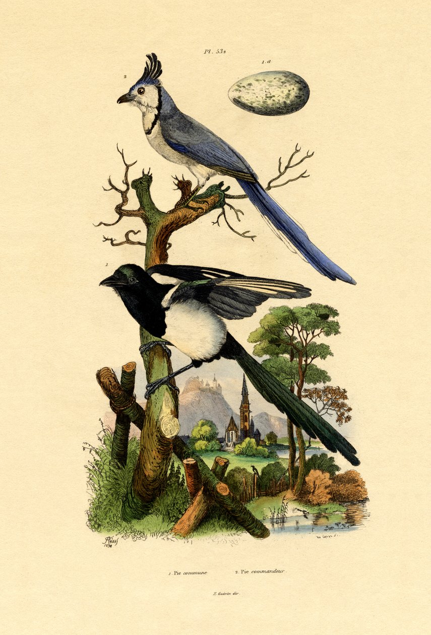 喜鹊杰伊，1833-39 作者 法语学校
