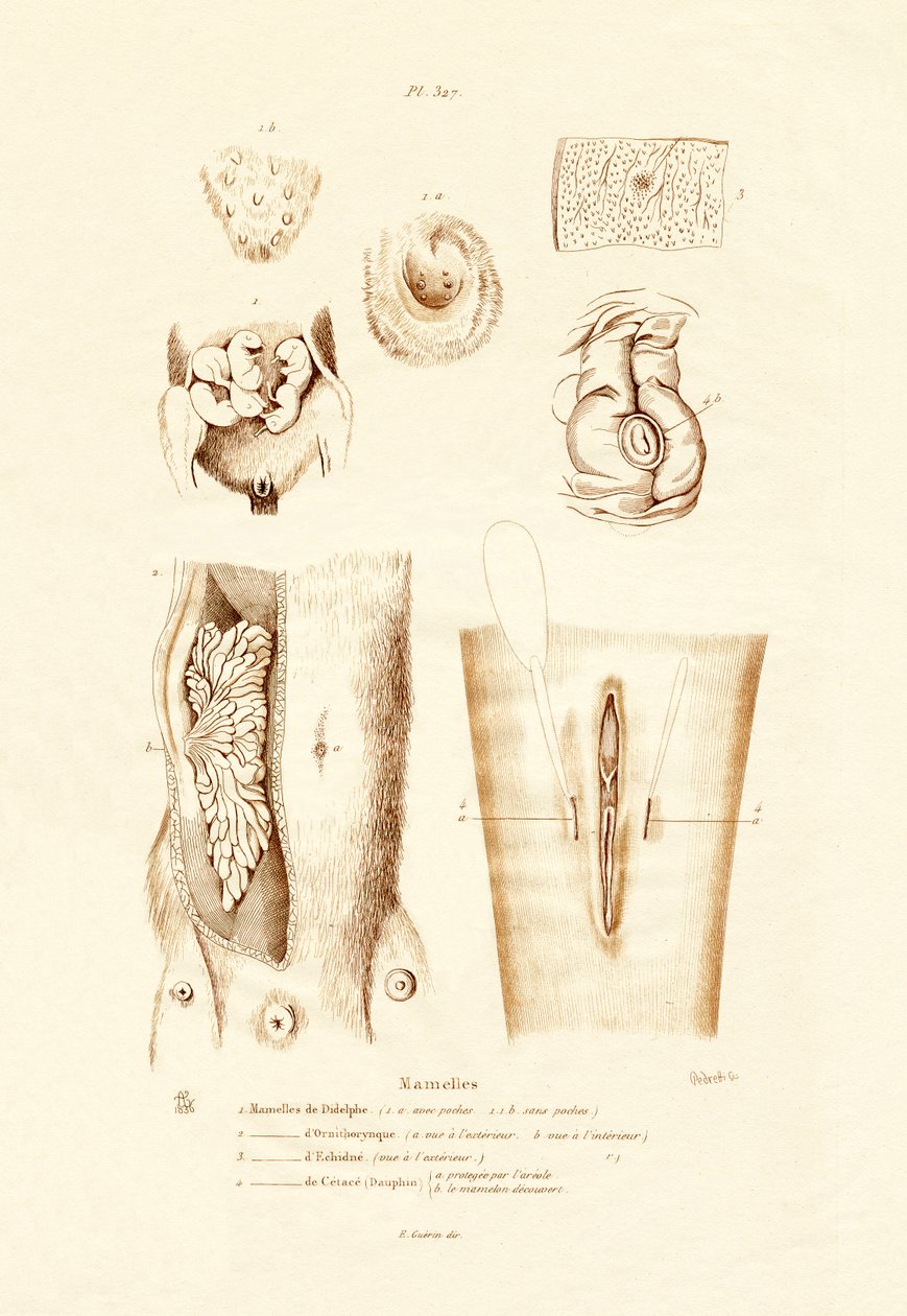 乳腺，1833-39 作者 法语学校