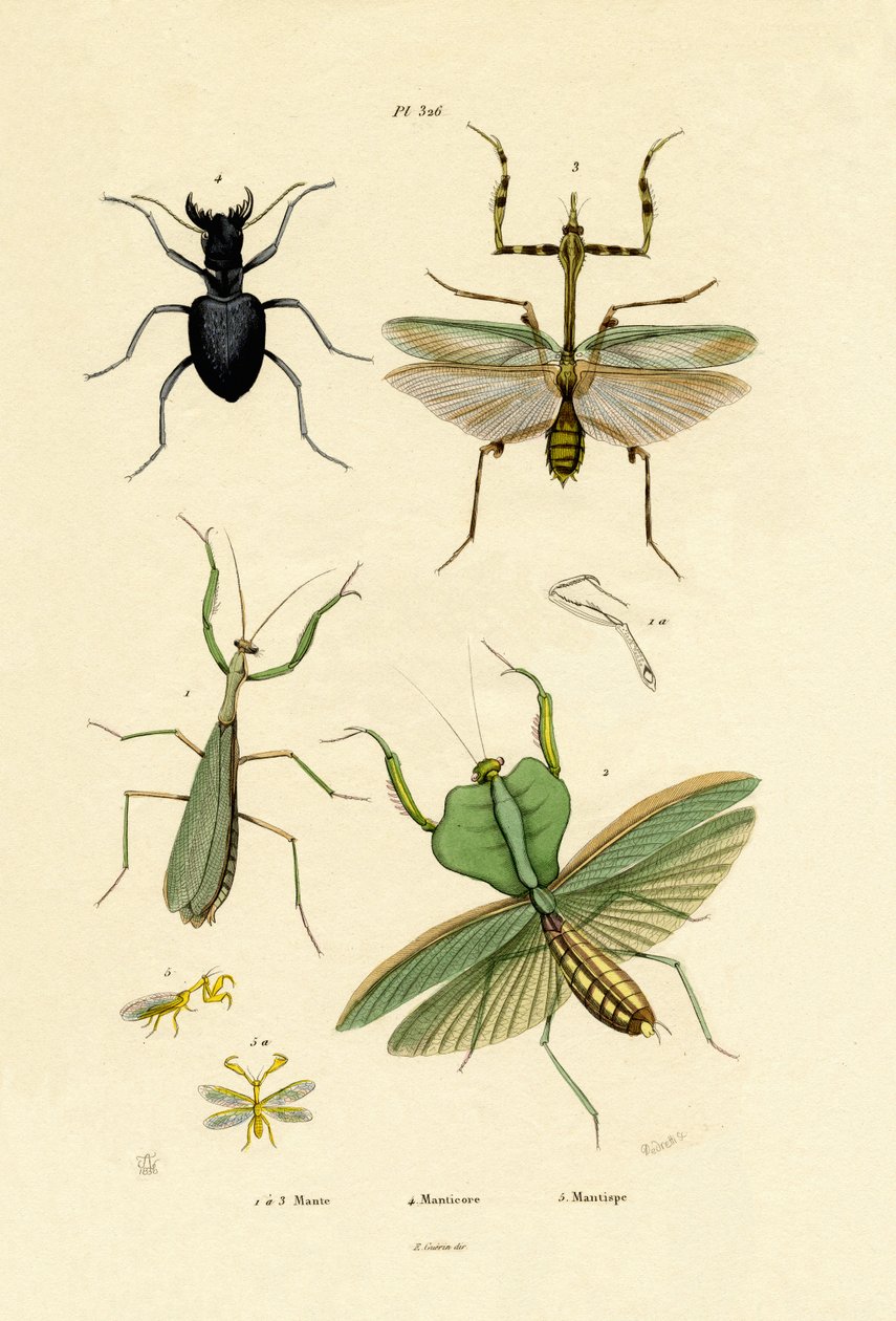 螳螂，1833-39 作者 法语学校