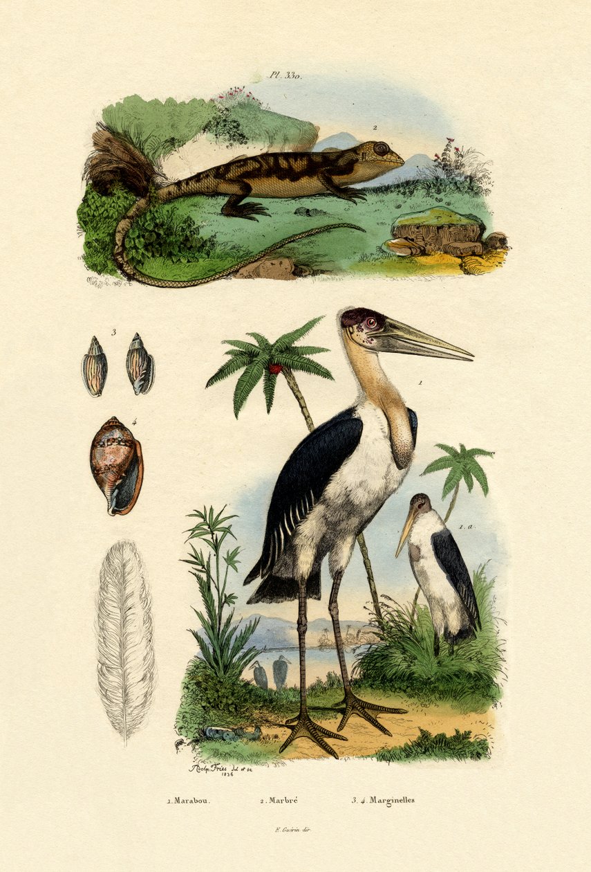Marabou Stork，1833-39 作者 法语学校