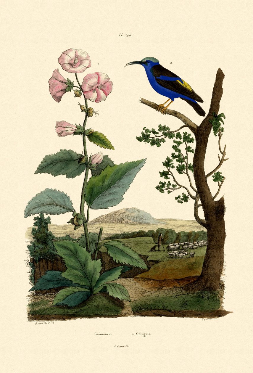 Marsh Mallow，1833-39 作者 法语学校
