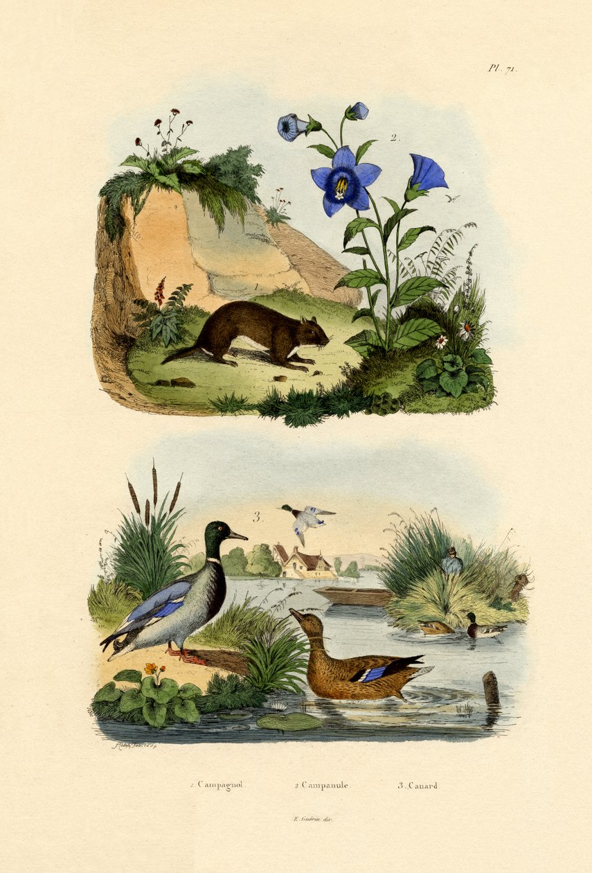 Meadow Vole，1833-39 作者 法语学校