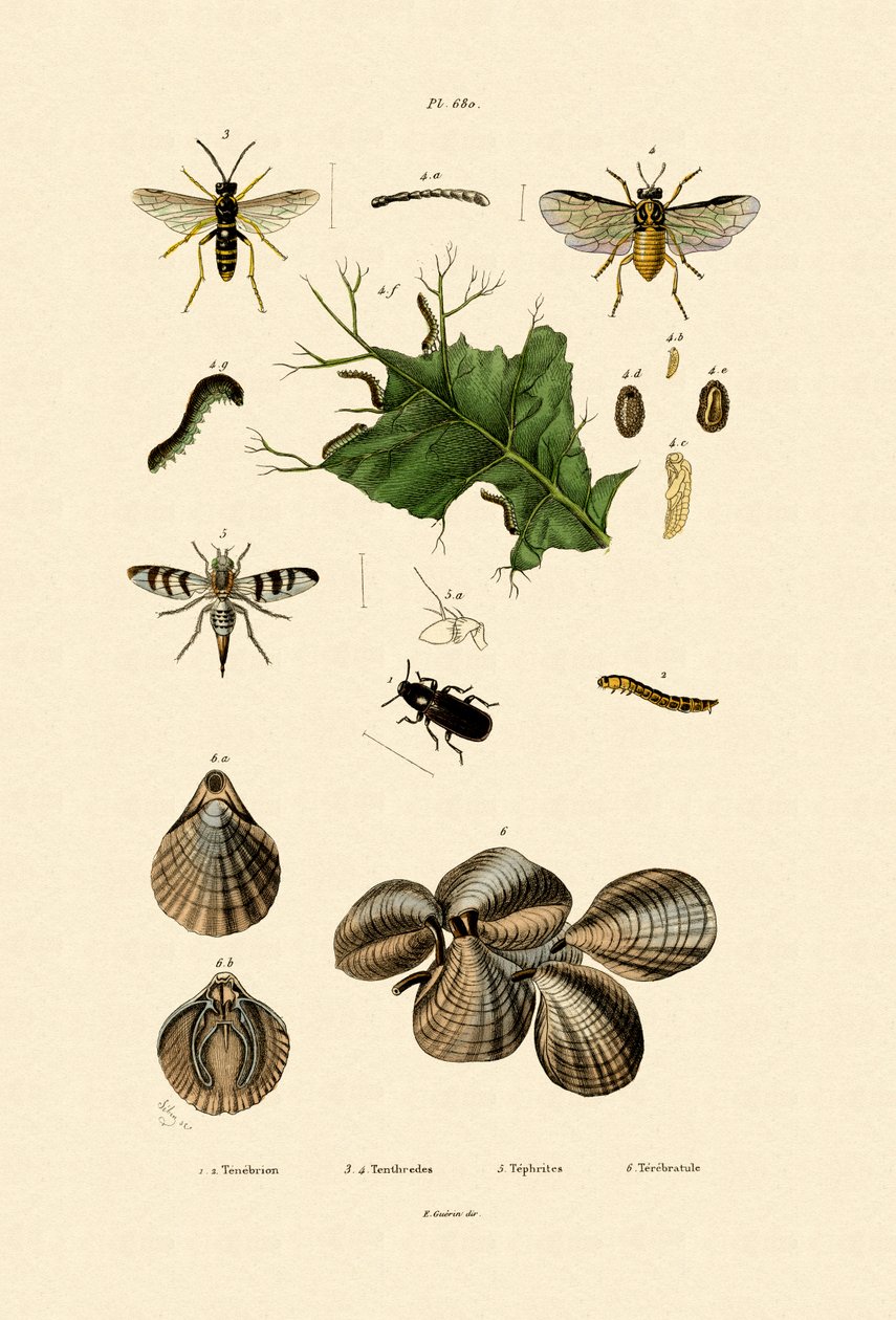 Mealworm Beetle，1833-39 作者 法语学校