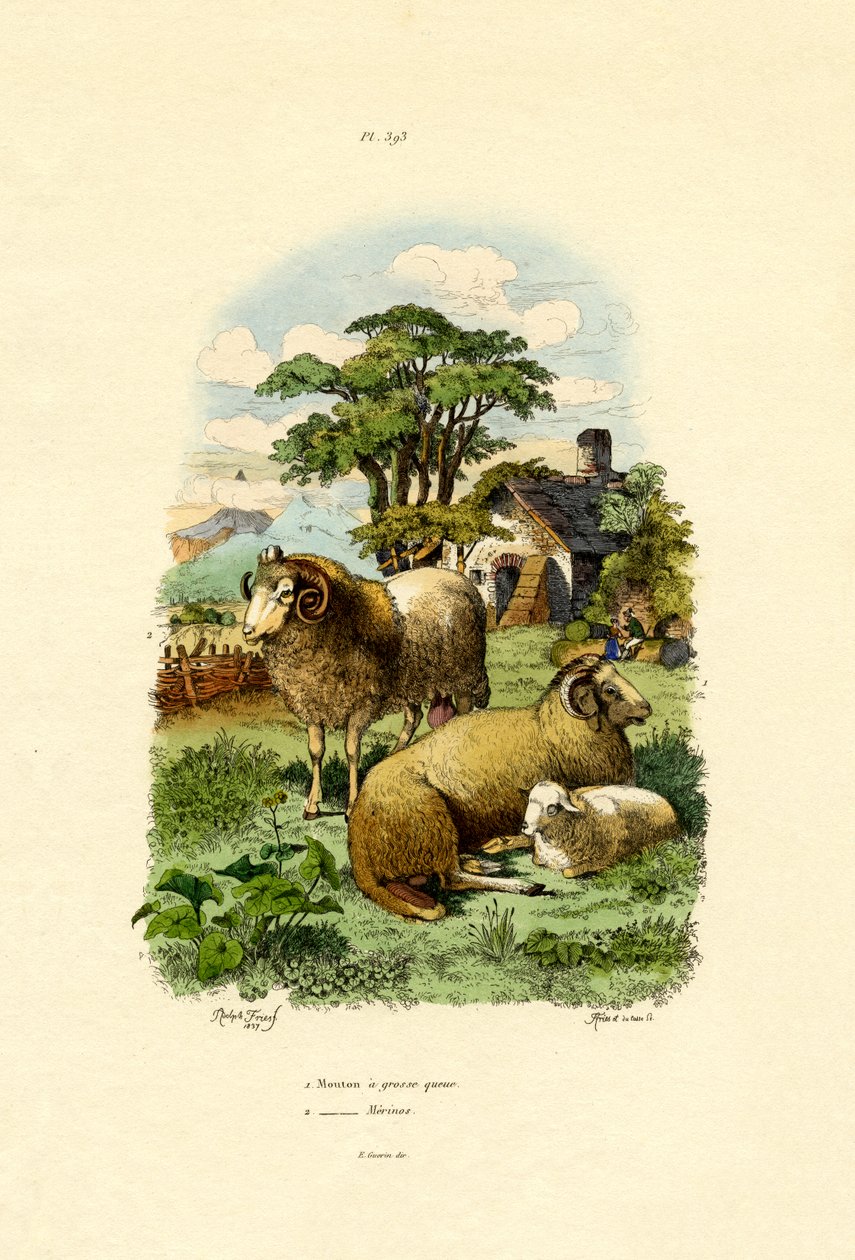 Merinosheep，1833-39 作者 法语学校
