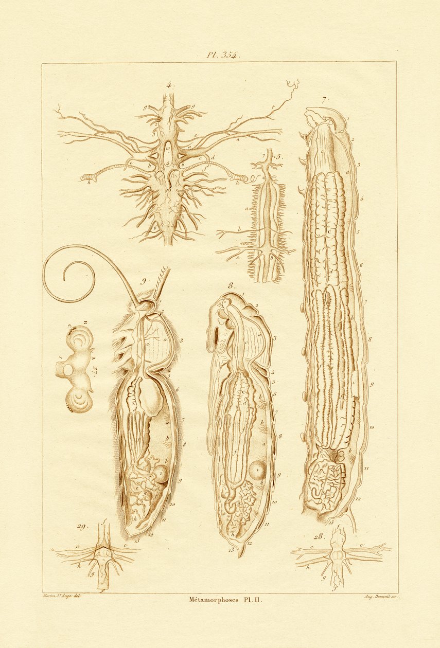 变态，1833-39 作者 法语学校