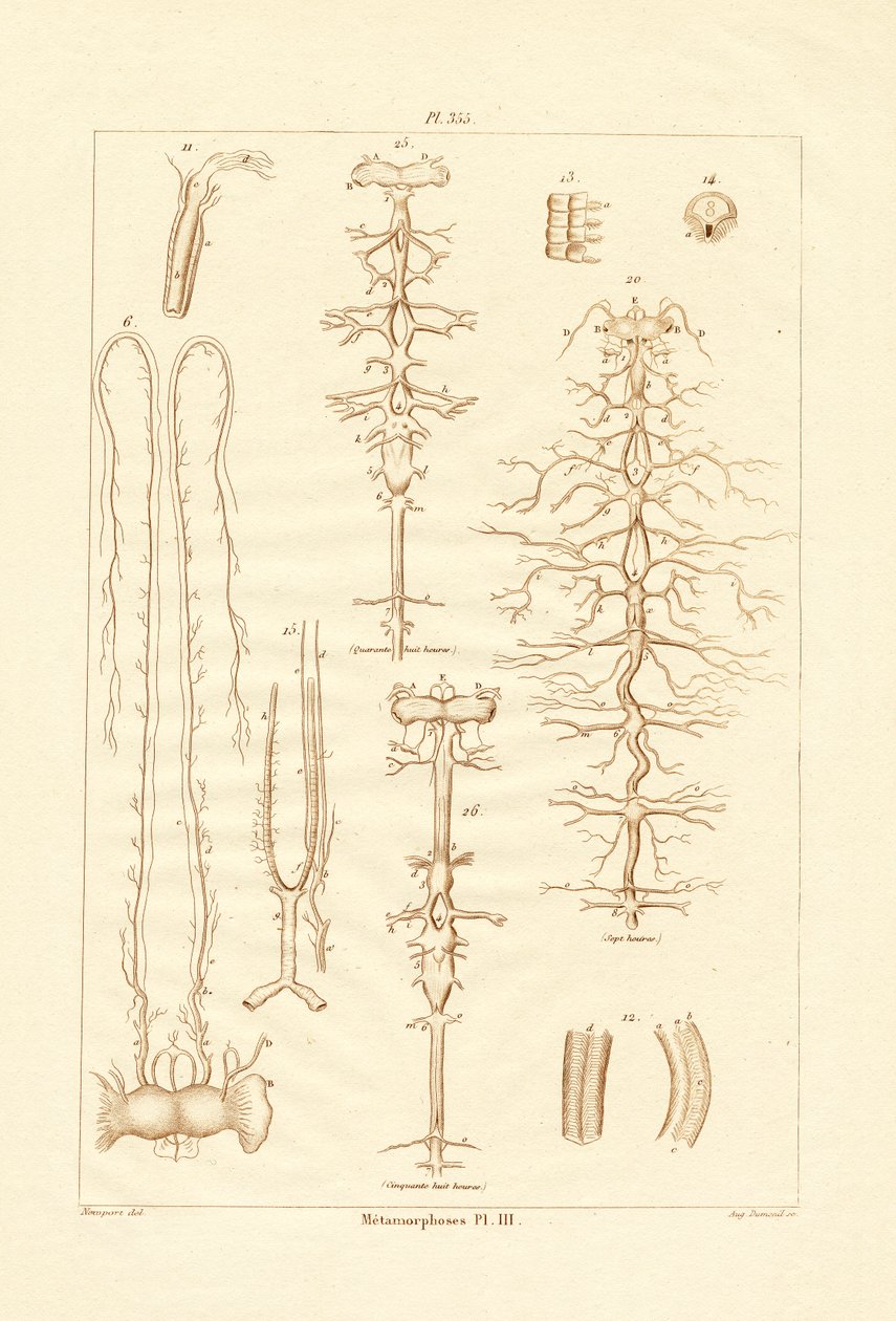 变态，1833-39 作者 法语学校