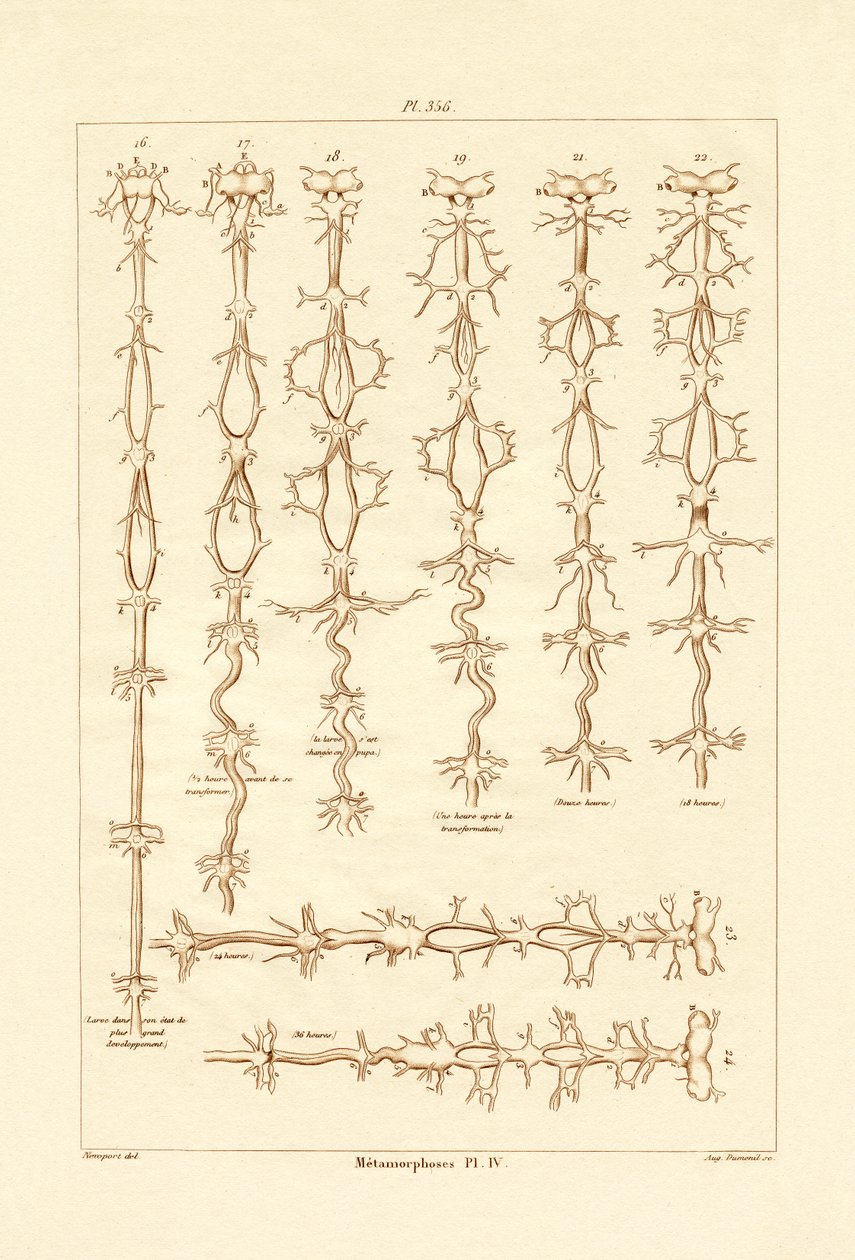 变态，1833-39 作者 法语学校