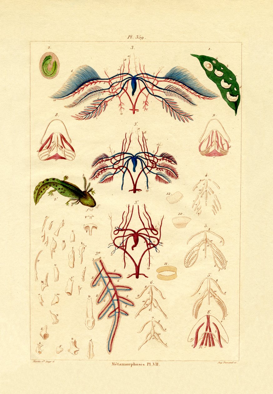 变态，1833-39 作者 法语学校
