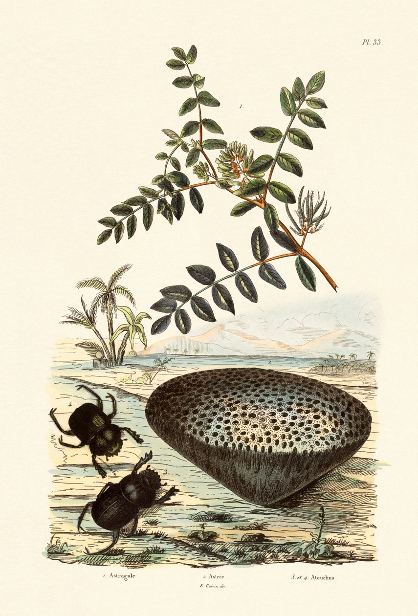 Milk Vetch，1833-39 作者 法语学校