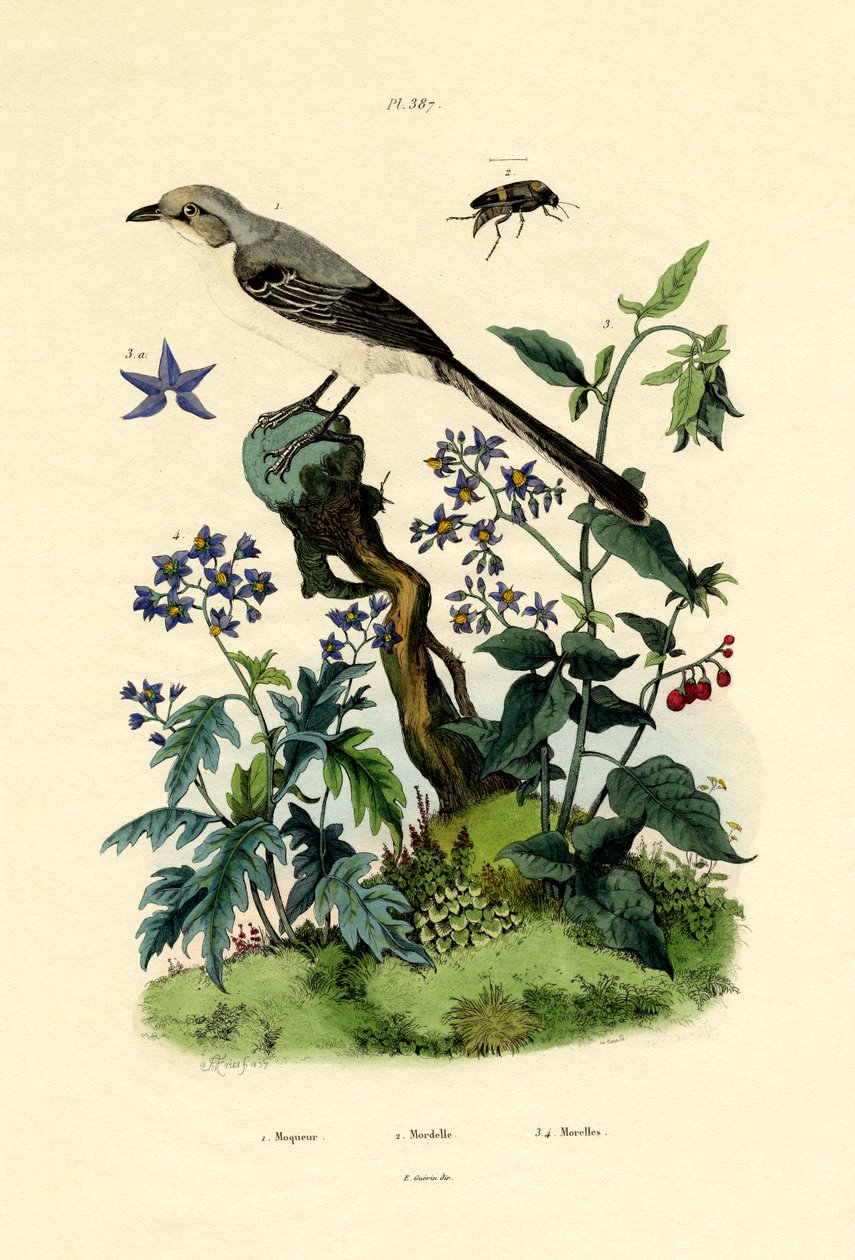 模仿鸟，1833-39 作者 法语学校