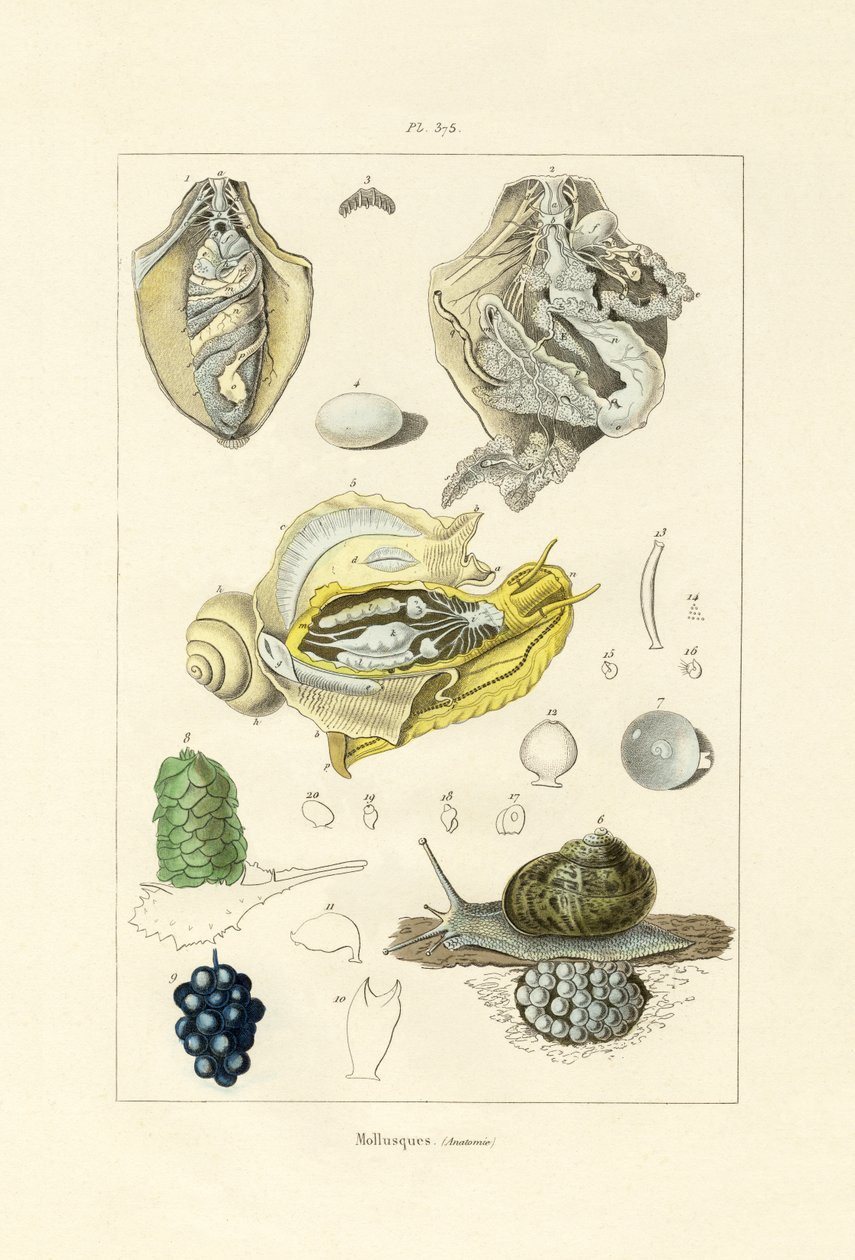 软体动物，1833-39 作者 法语学校