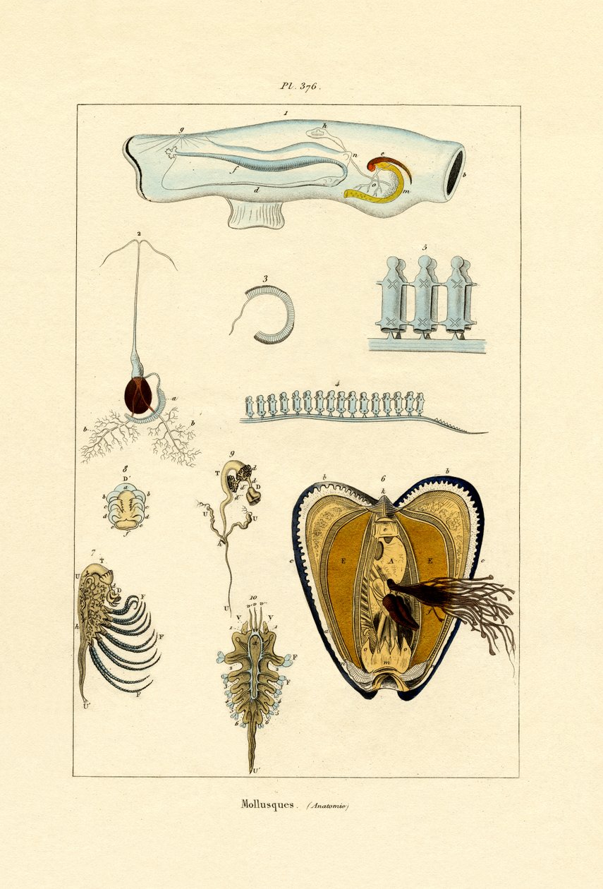 软体动物，1833-39 作者 法语学校