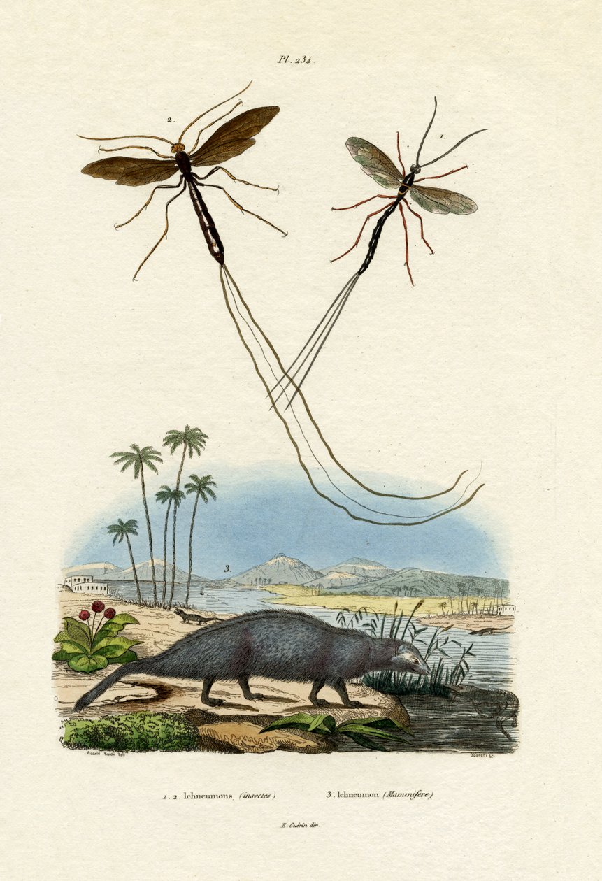 猫鼬，1833-39 作者 法语学校