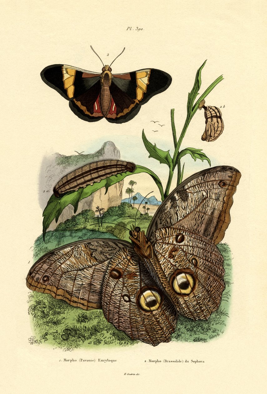 Morpho，1833-39 作者 法语学校