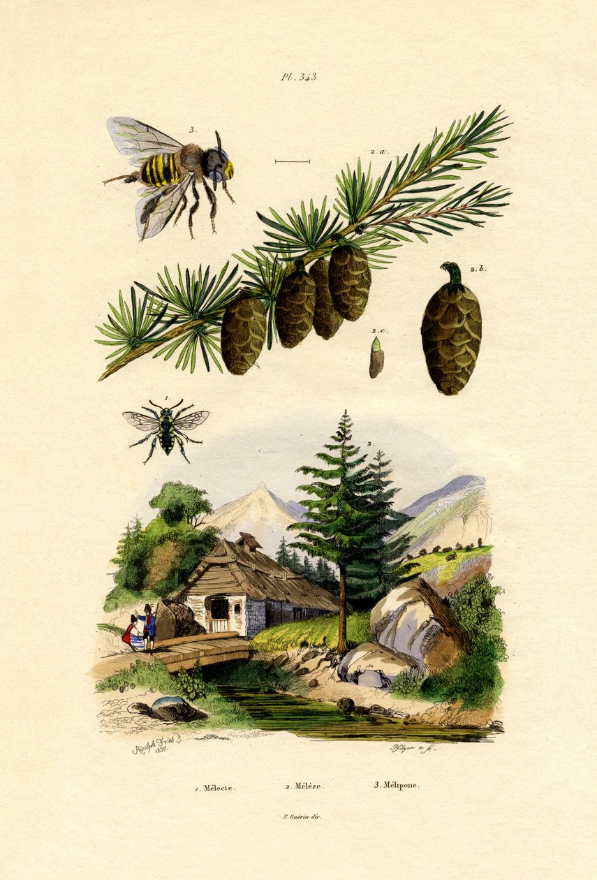 哀悼蜜蜂，1833年至1939年 作者 法语学校
