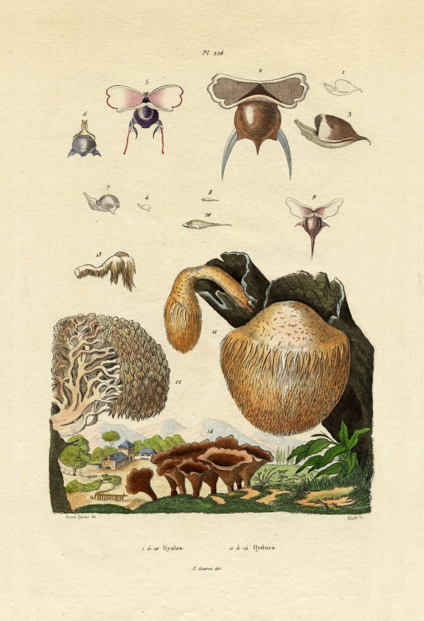 蘑菇，1833-39 作者 法语学校