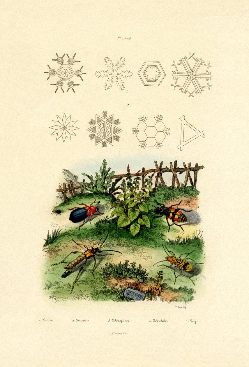 Nebria Beetle，1833-39 作者 法语学校