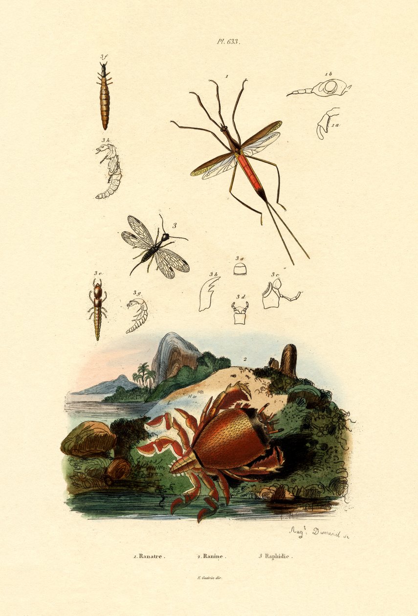 针虫，1833-39 作者 法语学校