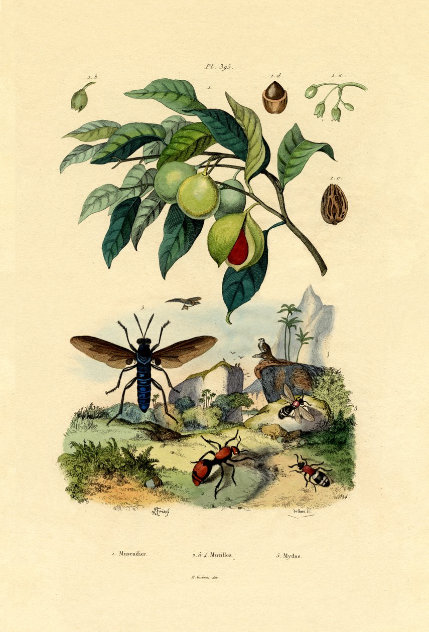 肉豆蔻，1833-39 作者 法语学校