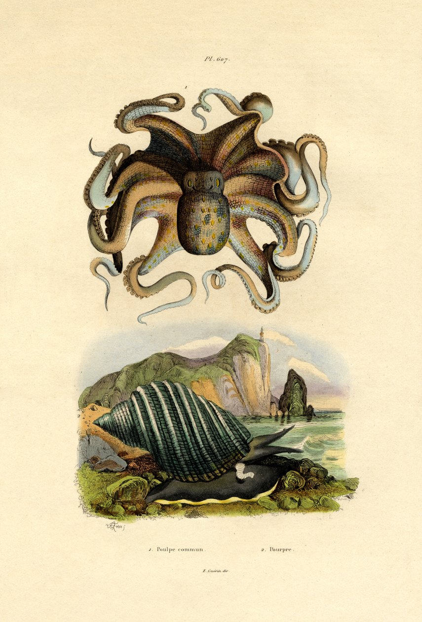 八达通，1833-39 作者 法语学校