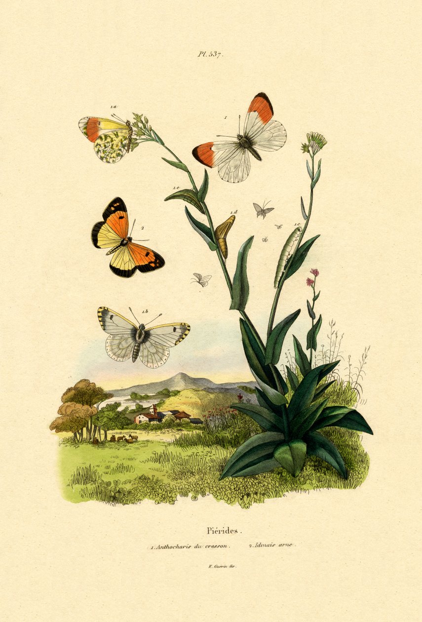 Orange Tip，1833-39 作者 法语学校