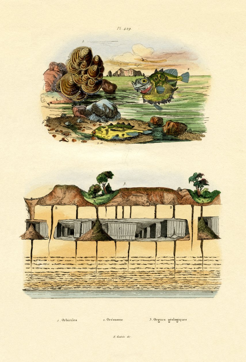 Orbicula Shell，1833-39 作者 法语学校