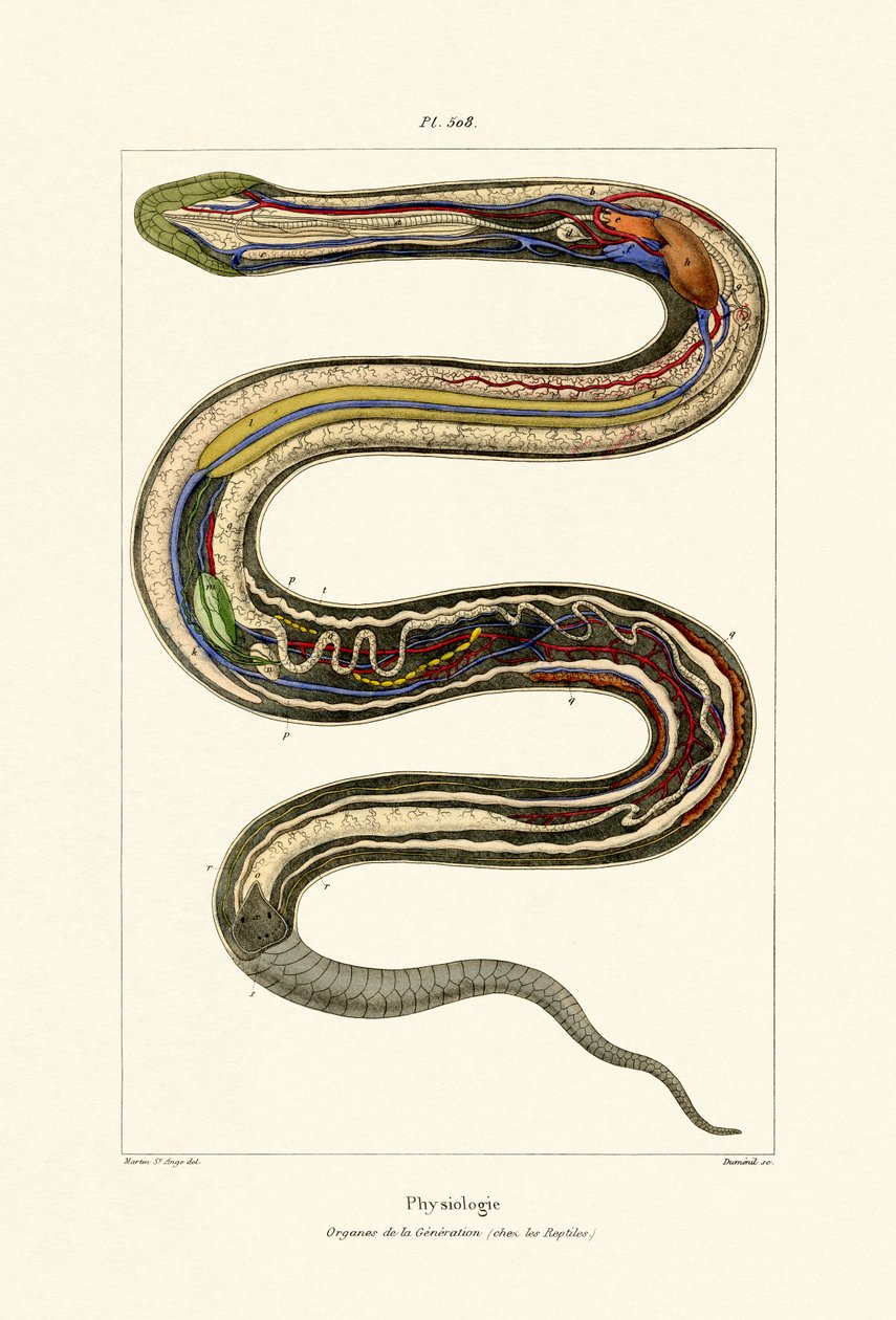 器官，1833-39 作者 法语学校