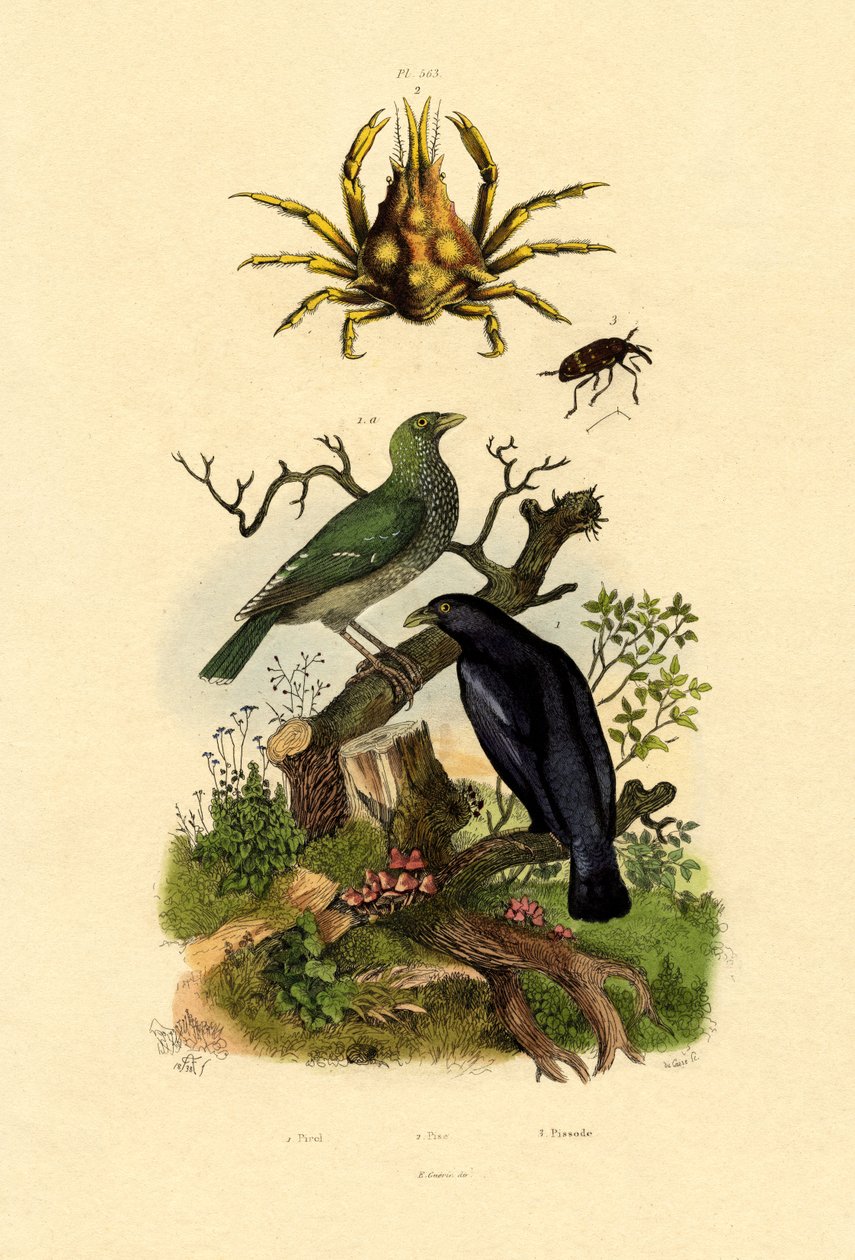 Oriol，1833-39 作者 法语学校