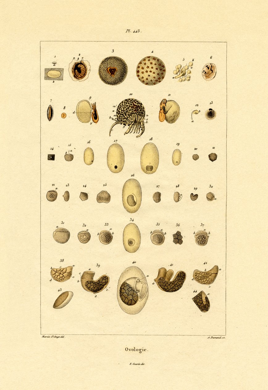 Ovology，1833-39 作者 法语学校
