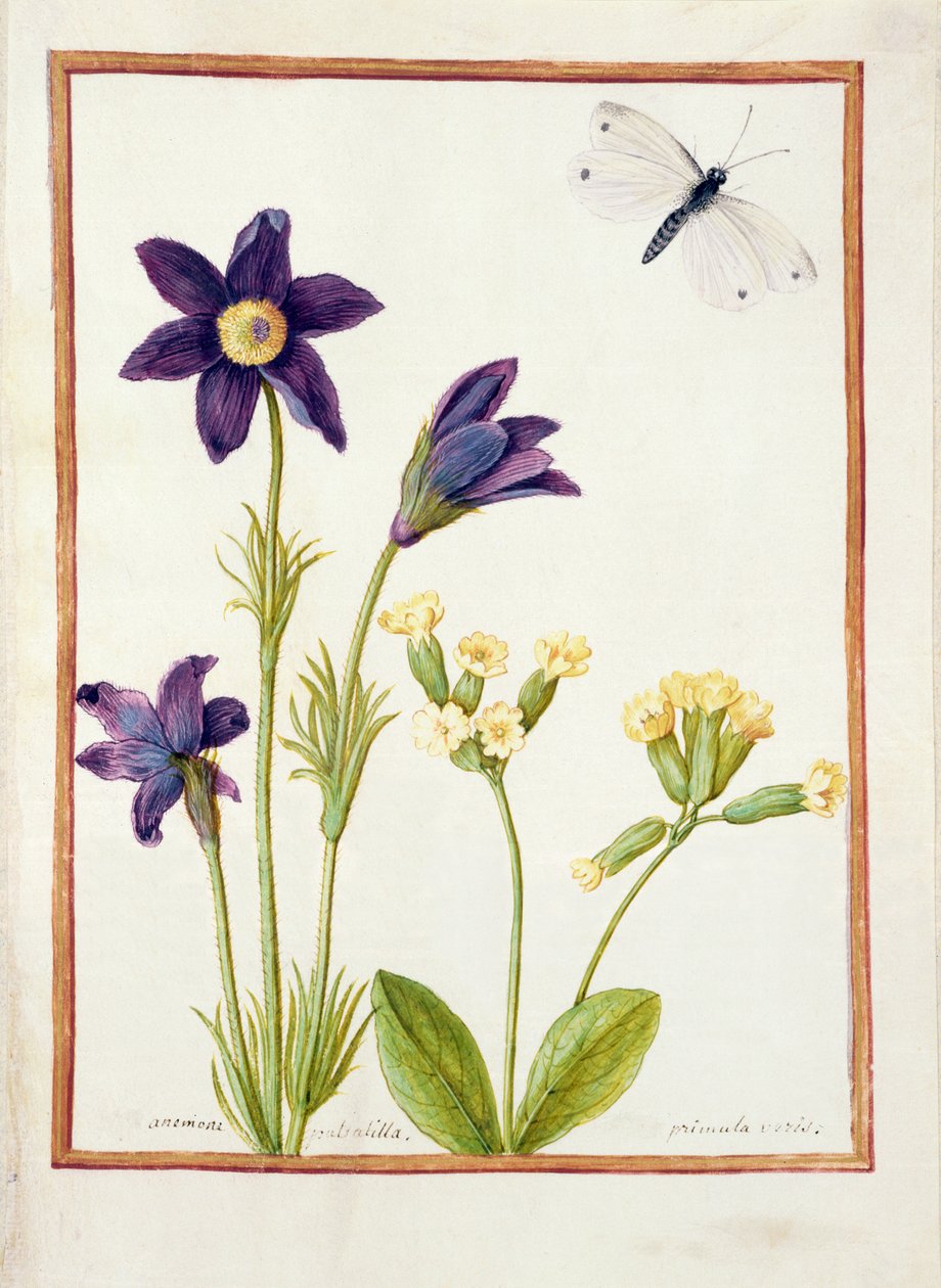 PD.126-1973f.23白头翁白头翁，报春花和白菜白蝴蝶，c.1750（牛皮纸上的水粉和水粉） 作者 法语学校