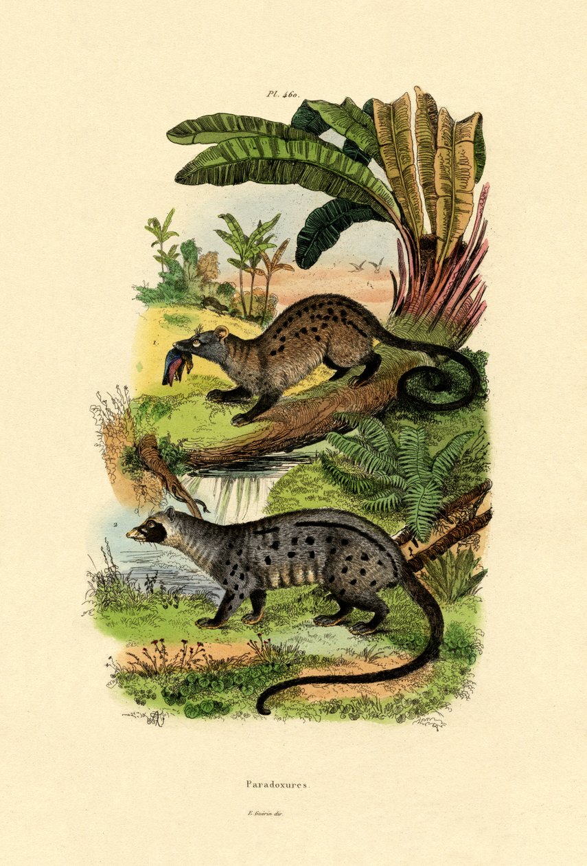 Palm Civets，1833-39 作者 法语学校