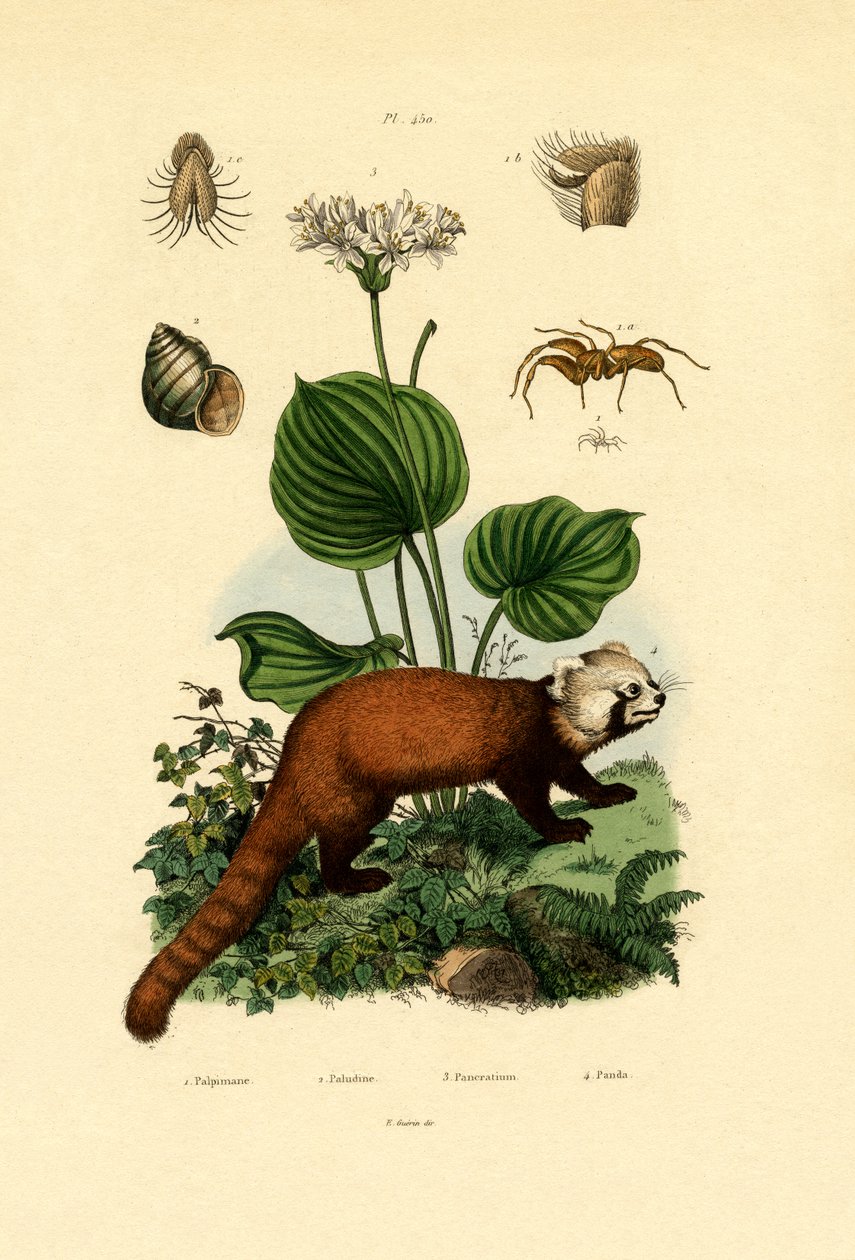 Palp-footed Spider，1833-39 作者 法语学校