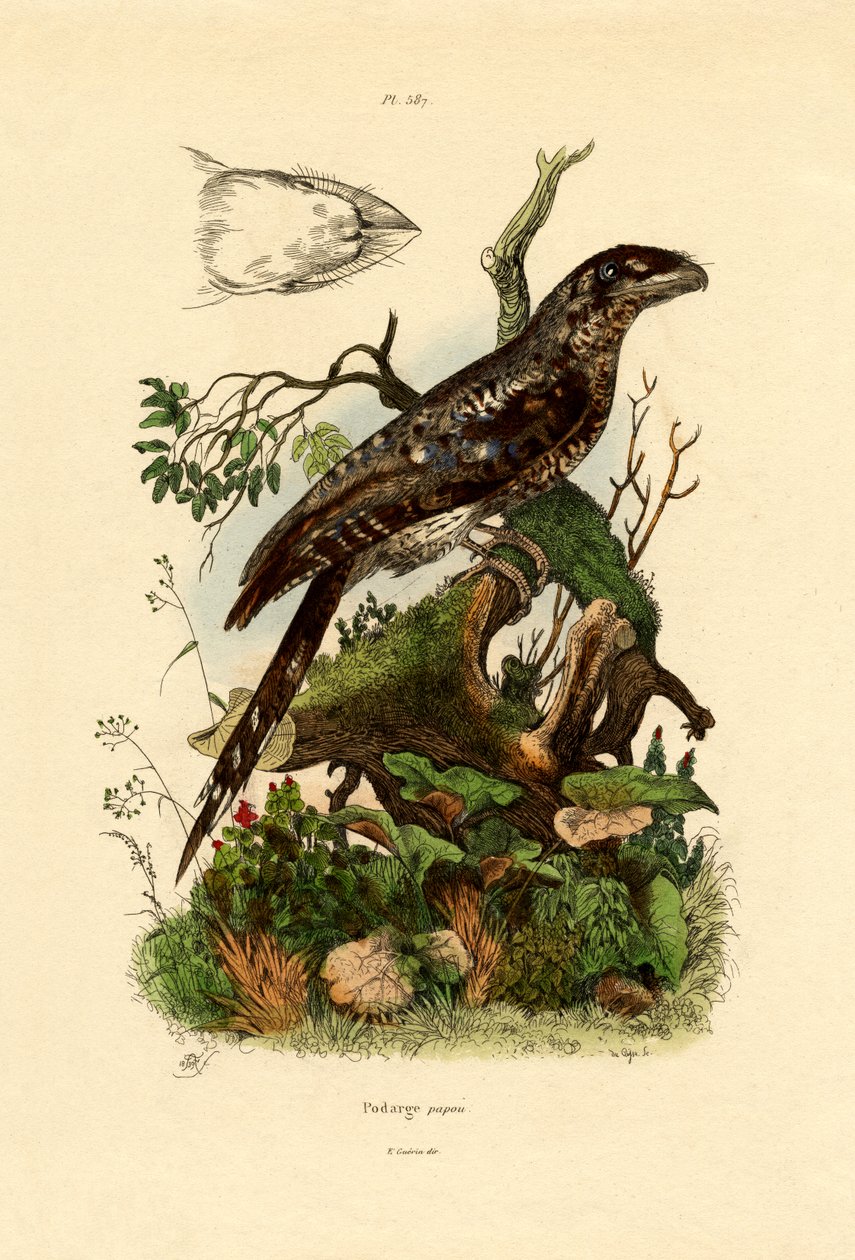 Papuan Frogmouth，1833-39 作者 法语学校