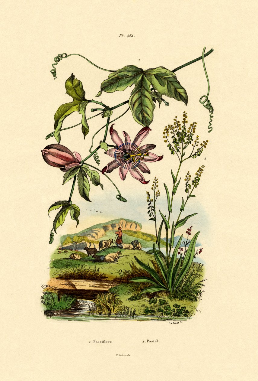 激情花，1833-39 作者 法语学校