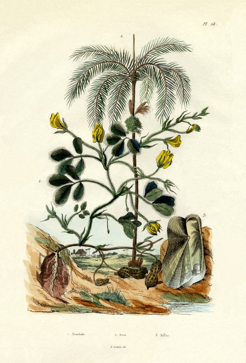 花生植物，1833-39 作者 法语学校