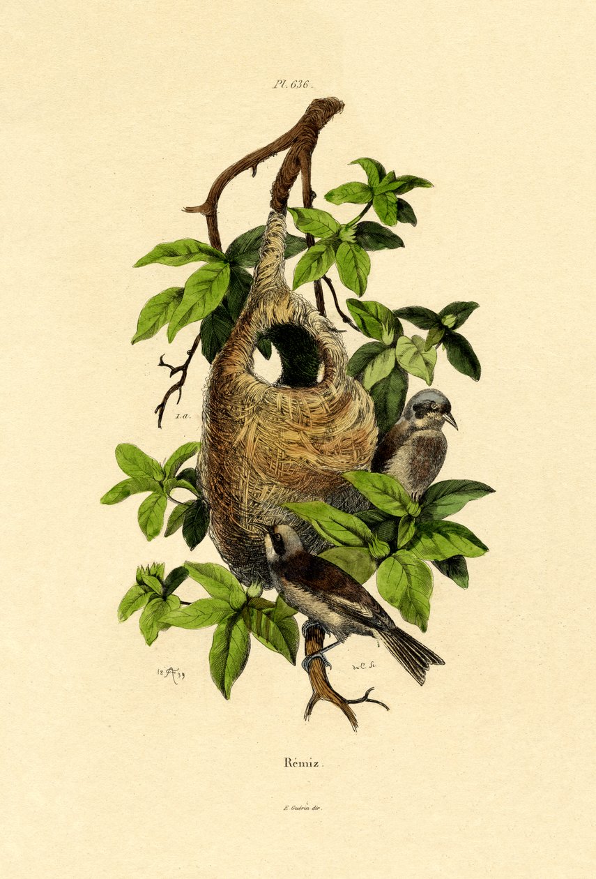 Penduline Tit，1833-39 作者 法语学校