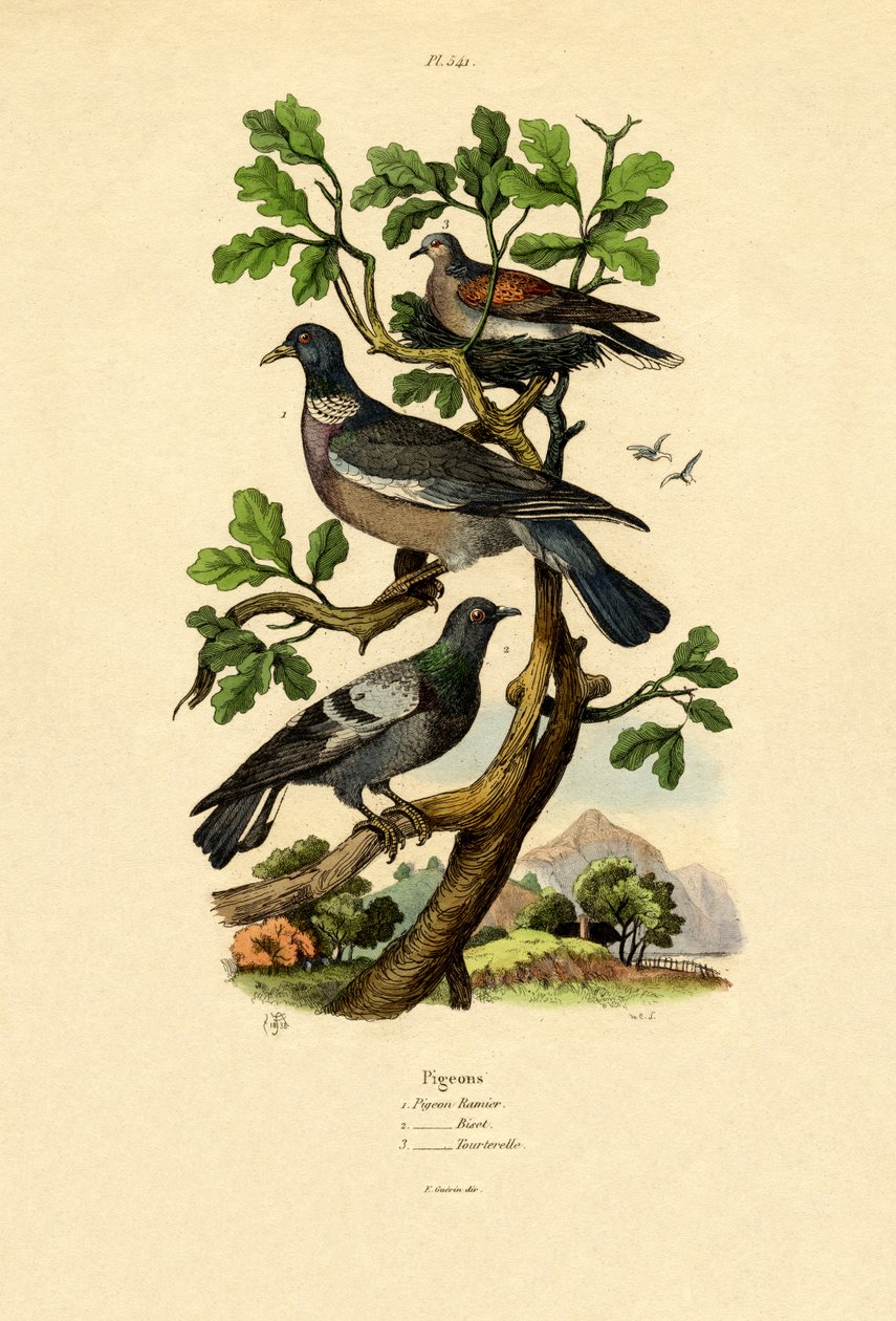 鸽子，1833-39 作者 法语学校