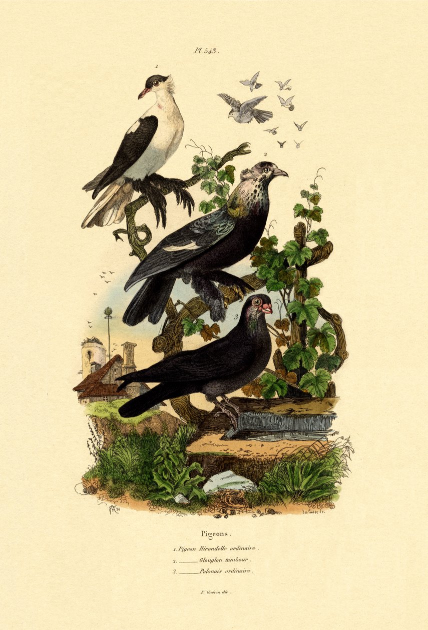 鸽子，1833-39 作者 法语学校
