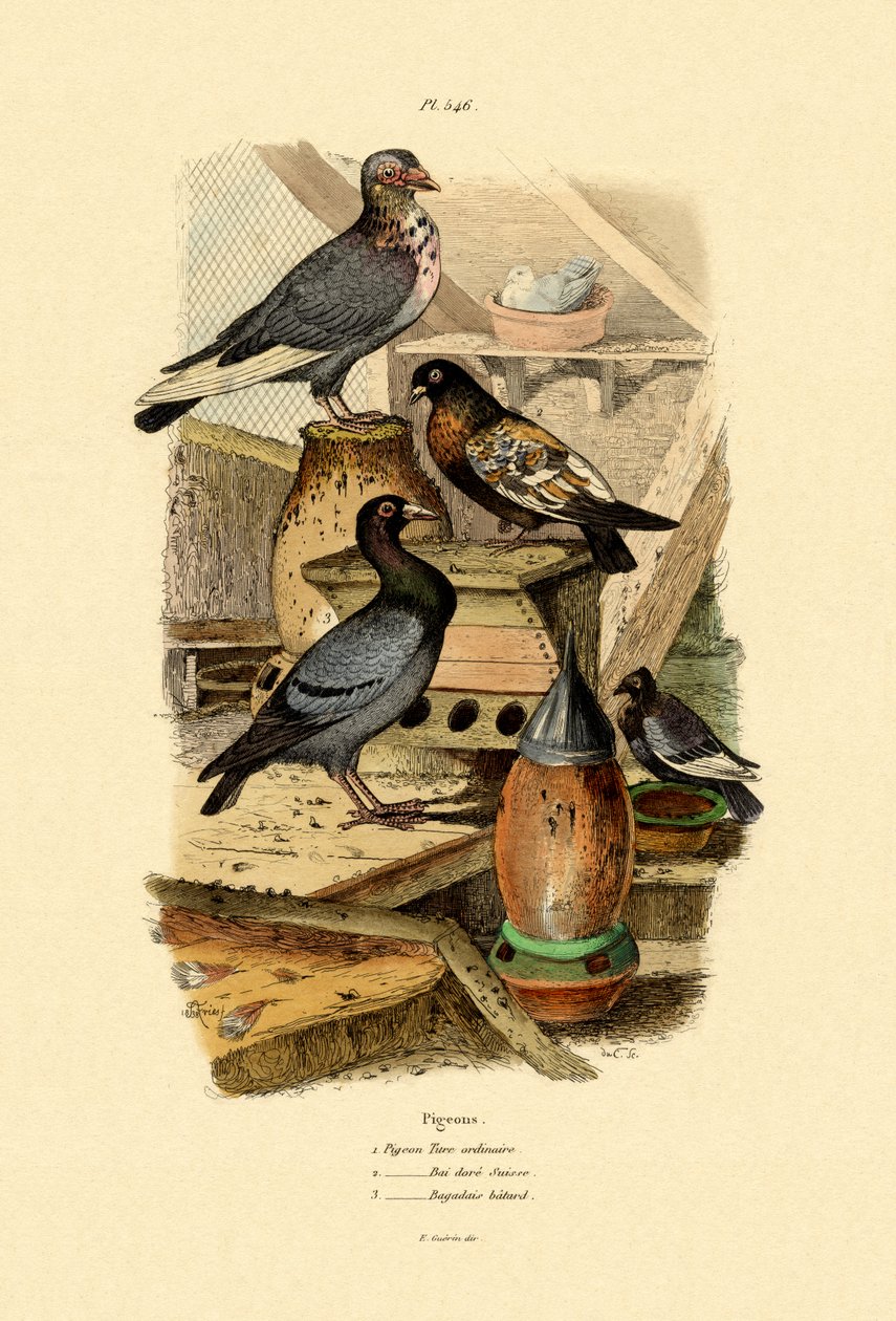 鸽子，1833-39 作者 法语学校