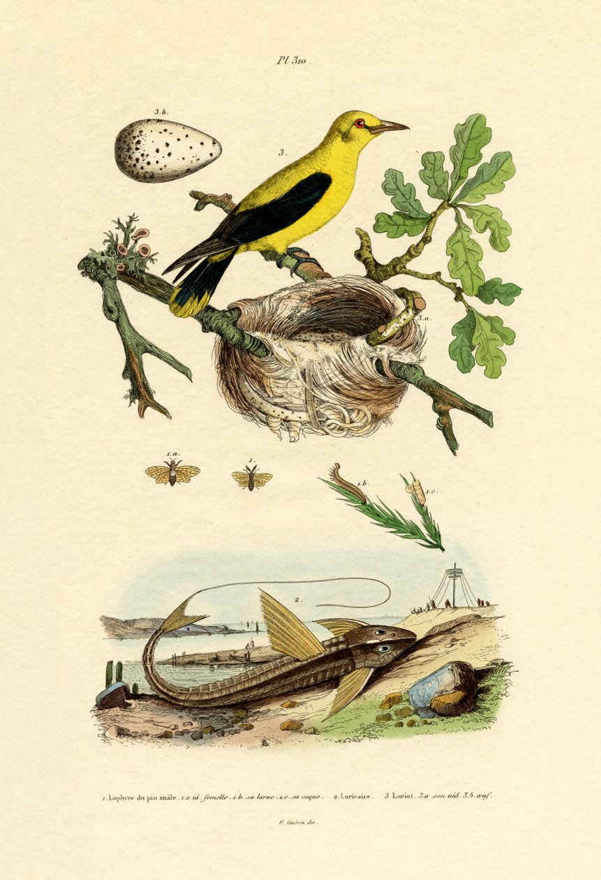 Pine Sawfly，1833-39 作者 法语学校