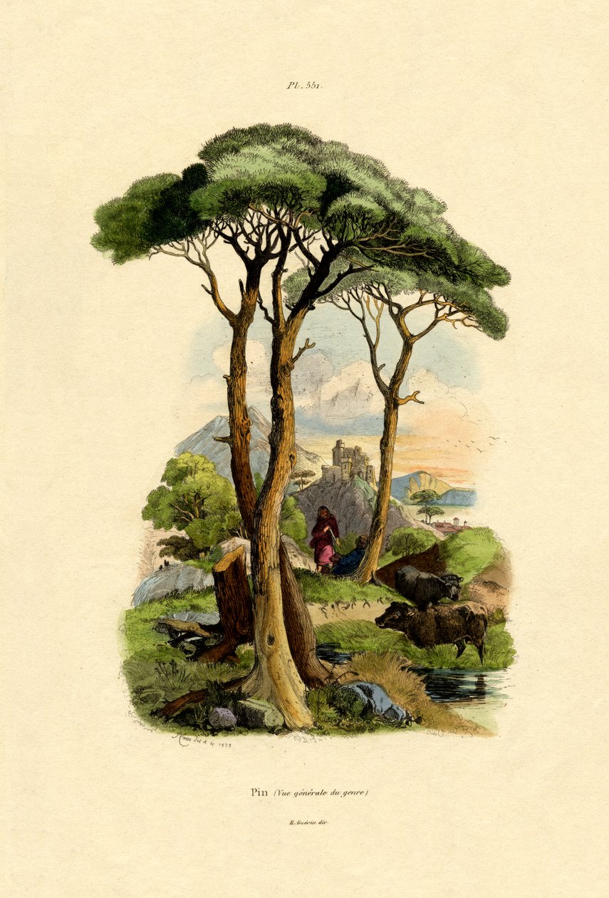 松树，1833-39 作者 法语学校