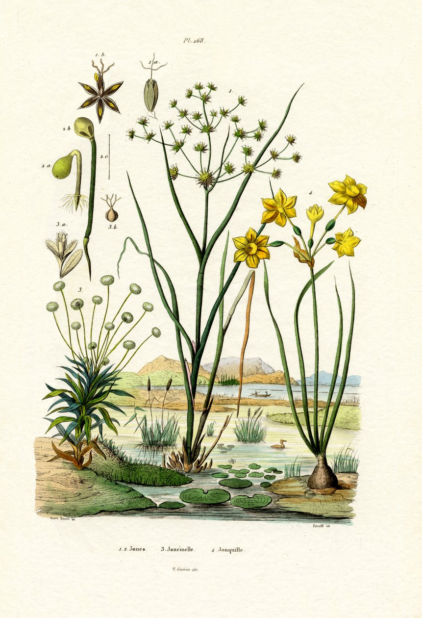 Pipewort，1833-39 作者 法语学校