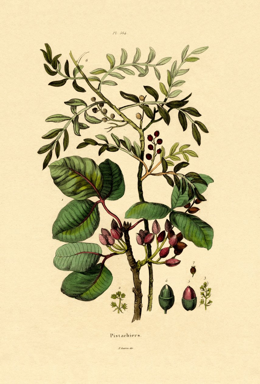 开心果，1833-39 作者 法语学校