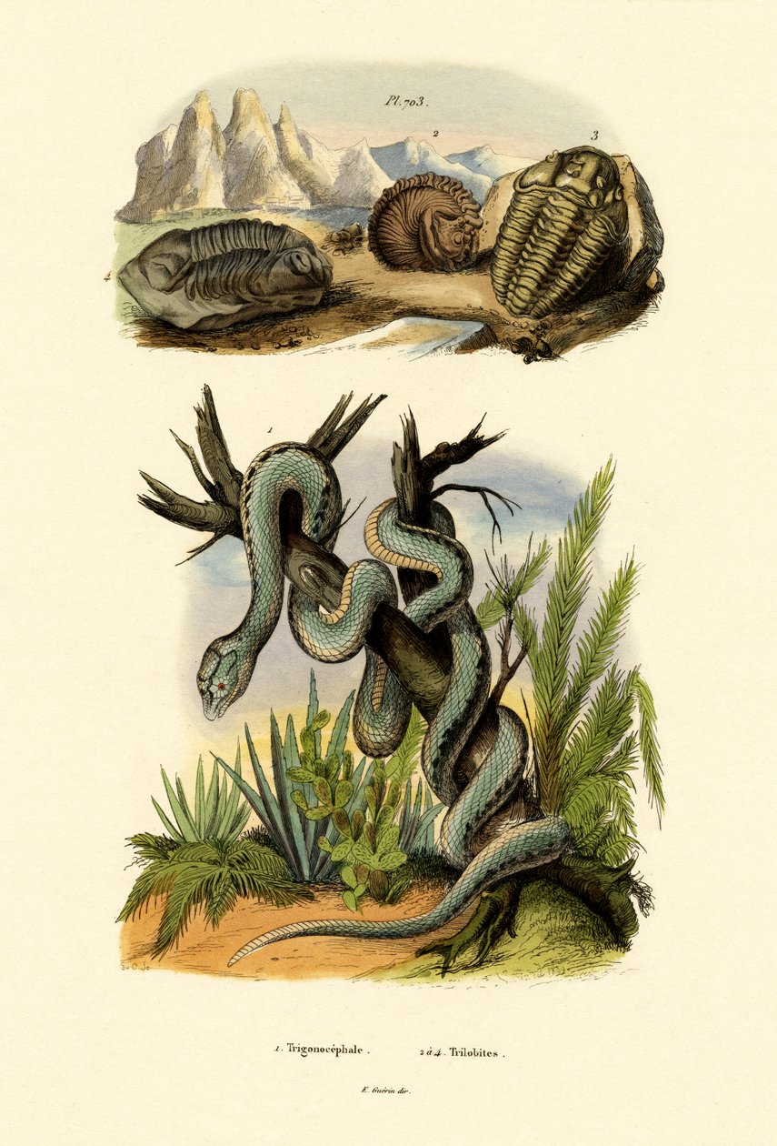 Pit Viper，1833-39 作者 法语学校