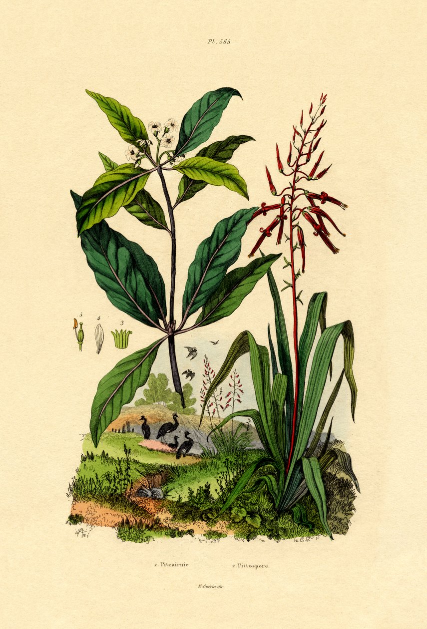 Pittosporum，1833-39 作者 法语学校