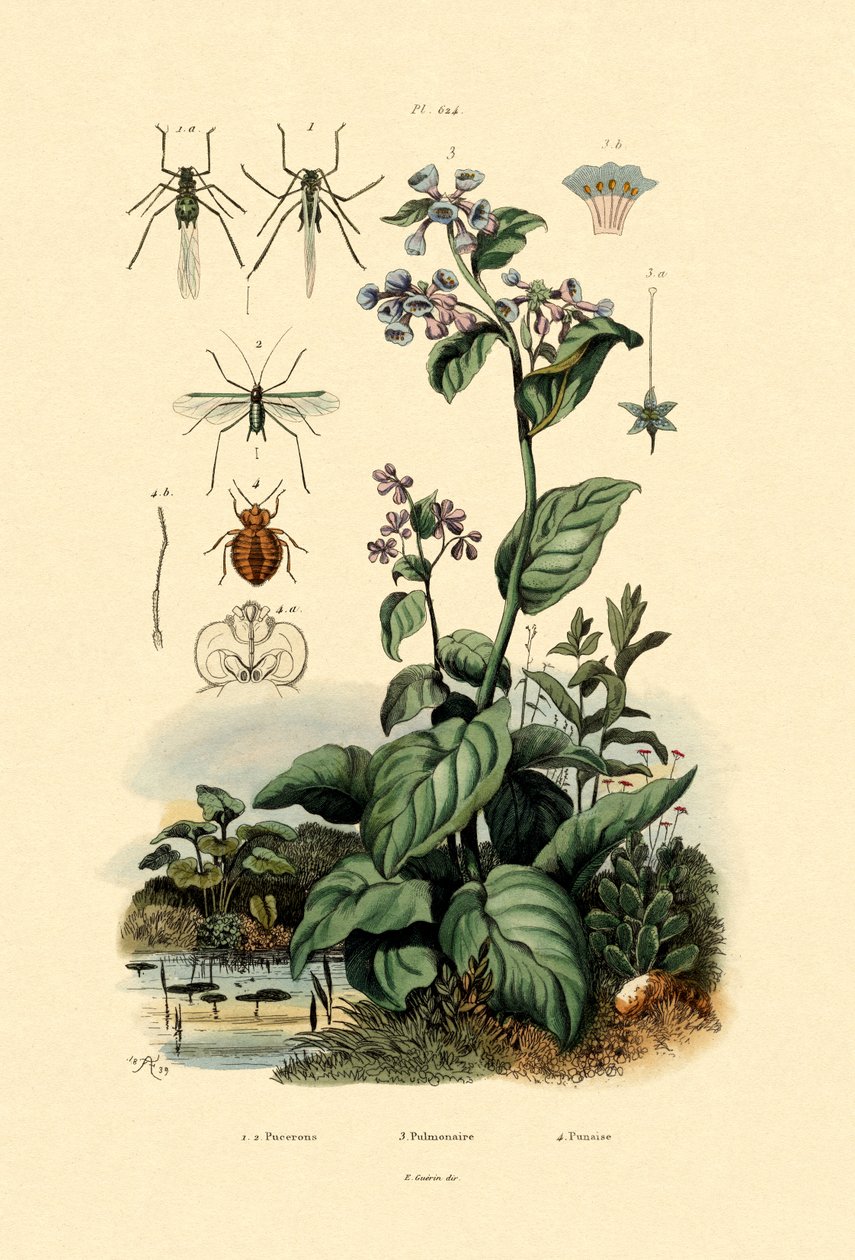 Plantlice，1833-39 作者 法语学校
