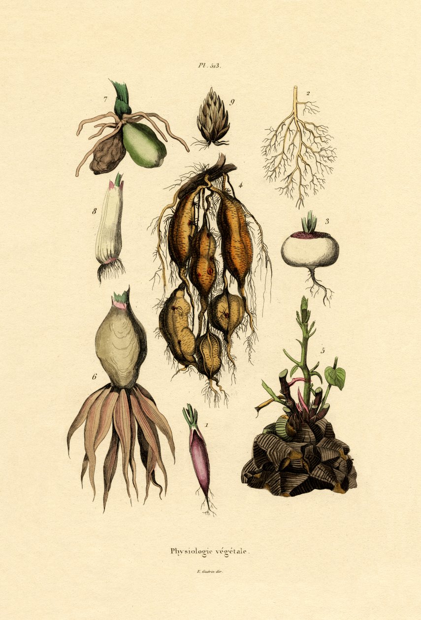 植物，1833年至1939年 作者 法语学校
